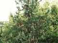Picea abies Cranstonii Image 1