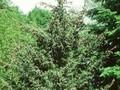 Picea ajanensis Image 1