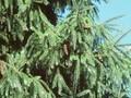 Picea brachytyla Image 1
