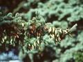 Picea canadensis Image 1