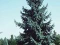 Picea engelmannii Image 1
