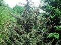 Picea hondoensis Image 1