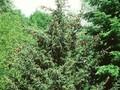 Picea jezoensis Image 1