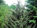 Picea jezoensis var hondoensis Image 1
