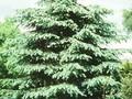 Picea pungens Image 1