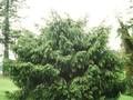 Picea schrenkiana Image 1