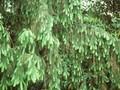 Picea smithiana Image 1