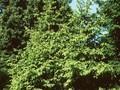 Picea vulgaris Image 1