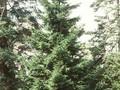 Picea wilsonii Image 1