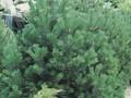 Pinus leucodermis Satellit Image 1
