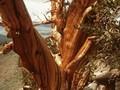 Pinus aristata Image 1