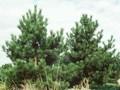Pinus austriaca Image 1