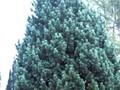 Pinus cembra Compacta Glauca Image 1