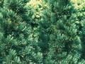 Pinus cembra Glauca Image 1