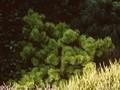 Pinus contorta Frisian Gold Image 1