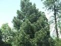 Pinus coulteri Image 1