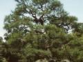 Pinus densiflora Image 1