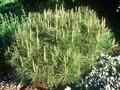 Pinus densiflora Alice Verkade Image 1