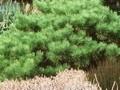 Pinus densiflora Pumila Image 1