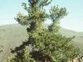 Pinus flexilis Image 1