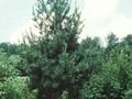 Pinus flexilis Glauca Image 1