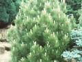 Pinus heldreichii Compact Gem Image 1