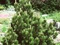Pinus heldreichii var leucodermis Image 1