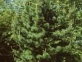 Pinus koraiensis Image 1