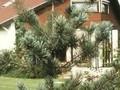 Pinus koraiensis Glauca Image 1