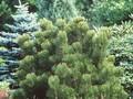 Pinus leucodermis Aureospicata Image 1