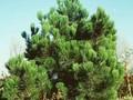 Pinus leucodermis Compacta Image 1