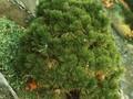 Pinus leucodermis Schmidtii Image 1