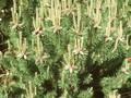 Pinus montana Image 1