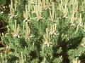 Pinus mughus Image 1