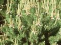 Pinus mugo Image 1