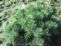 Pinus mugo Humpy Image 1