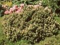 Pinus mugo Laurin Image 1