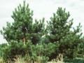 Pinus nigra Image 1