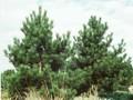 Pinus nigra var austriaca Image 1