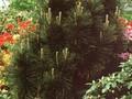 Pinus nigra Fastigiata Image 1
