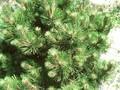 Pinus nigra Helga Image 1