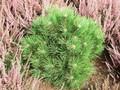Pinus nigra Hornibrookiana Image 1