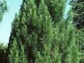 Pinus nigra subsp pallasiana Pyramidata Image 1