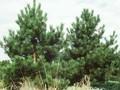 Pinus nigra var poiretiana Image 1