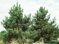 Pinus nigricans Image 1