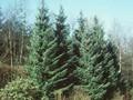 Pinus omorika Image 1