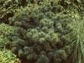 Pinus parviflora Negishi Image 1