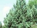 Pinus peuce Image 1