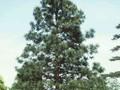 Pinus ponderosa Image 1