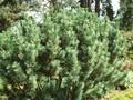 Pinus pumila Glauca Image 1